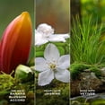thumbnail image 4 of Perfume Marc Jacobs Daisy Wild Eau de Parfum, set de 3 piezas, 4 of 7
