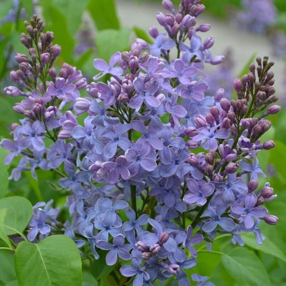 25 Wonderblue Lilac Seeds