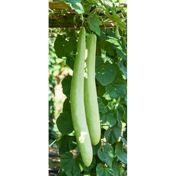Sherwood's Seeds 10 Serpente di Sicilia Plant Seed, LongGgourd