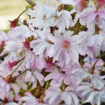 Green River 5 Autumnalis Cherry Tree Seeds - Fragrant White Blossoms for Early Spring Gardening & Ornamental Landscaping