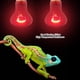 thumbnail image 3 of Lámpara de calefacción 110 V E27 Bombilla de calefacción infrarroja para reptiles 25 W/50 W/75 W Lámpara de luz de calefacción infrarroja para mascotas Bombilla Lámpara ANGGREK Otros, 3 of 8