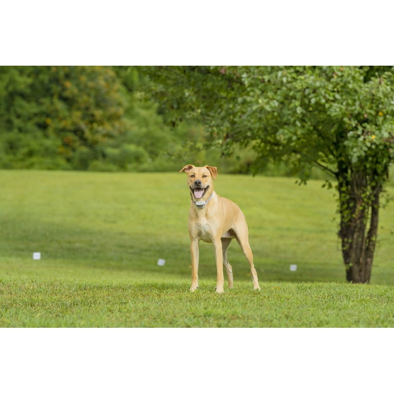 PetSafe® In-Ground Fence - Runnings