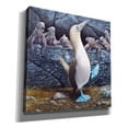 thumbnail image 2 of Epic Graffiti 'Blue Footed Boobies' by Harro Maass, Canvas Wall Art, 37"x37", 2 of 8
