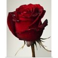 thumbnail image 1 of Great BIG Canvas Cristobal Garciaferro Rubio Poster Print entitled Red Rose With Drops, 1 of 2