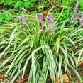 Variegated Liriope 3 Large Gallon Size Plants I Liriope Muscari