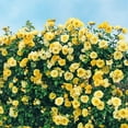 thumbnail image 2 of 3 Gal. Pot, Sky's the Limit Climbing Rose Potted Plant - 1 plant per offer, 2 of 6