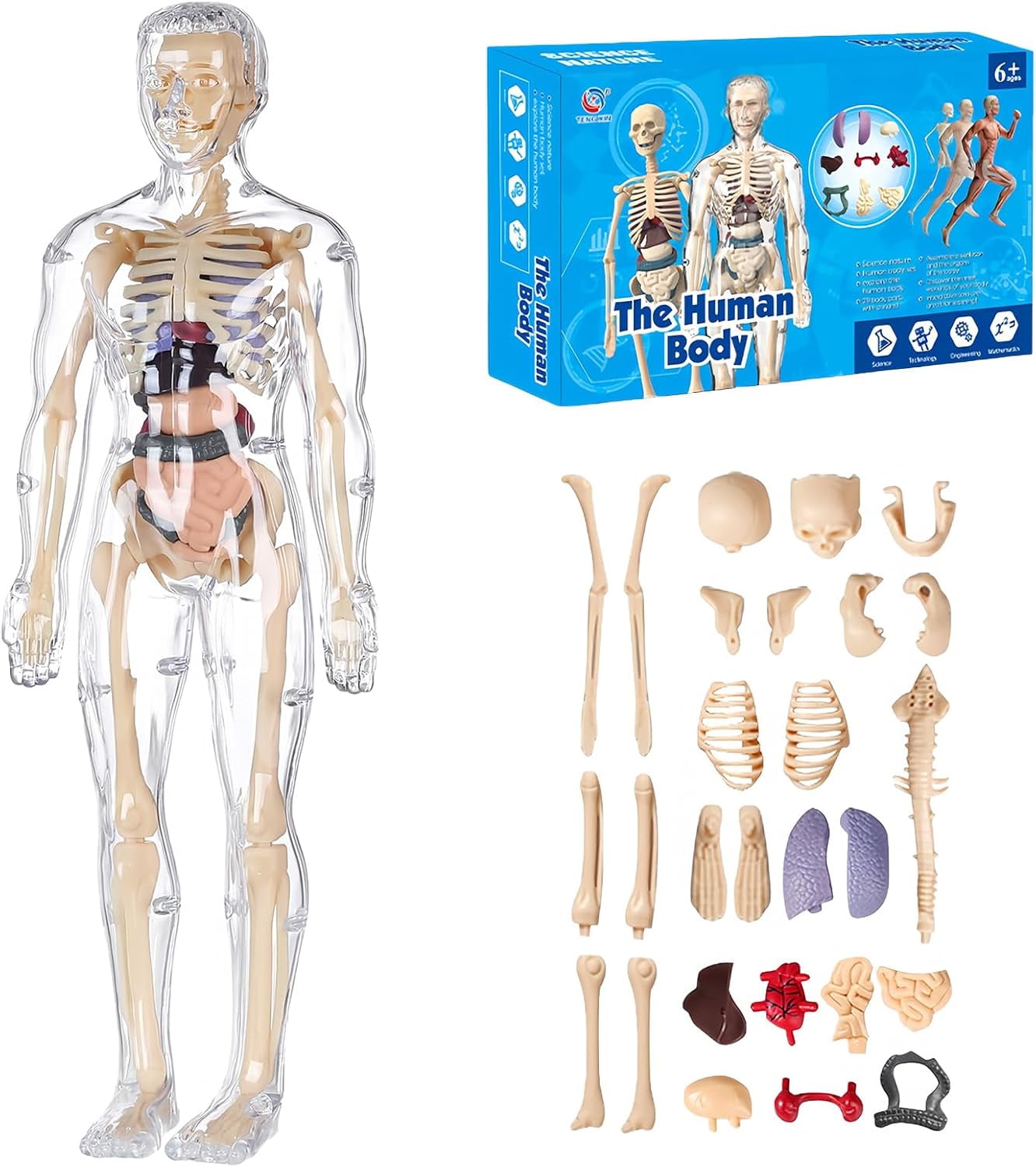 Modèle Anatomique Luminescent National Geographic Pour Enfants - 32 Pièces, 23 Cm, Os Brillants, Organes
