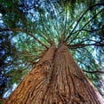 thumbnail image 2 of Cedar Fragrance Oil 8 LB Bottle for Candle Making, Soap Making, Tart Making, Room Sprays, Lotions, Car Fresheners, Slime, Bath Bombs, Warmers, 2 of 9