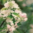 thumbnail image 2 of Urquhart, Elizabeth 20x20 Gold Ornate Wood Framed with Double Matting Museum Art Print Titled - Apple Blossoms II Crop, 2 of 4