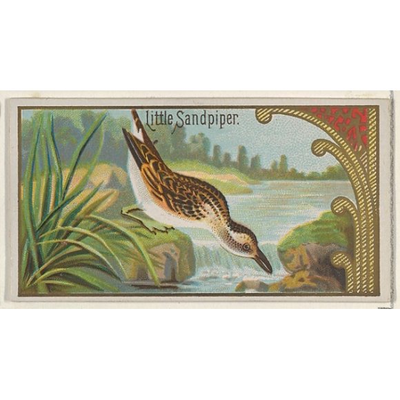 Little Sandpiper, from the Game Birds series (N13) for Allen & Ginter Cigarettes Brands Poster Print (18 x 24)