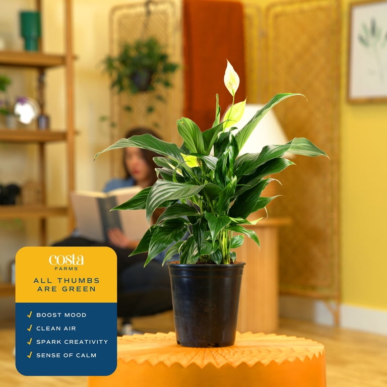 Costa Farms 12" Spath Peace Lily Live Plants in 5" Grower Pot - Walmart.com