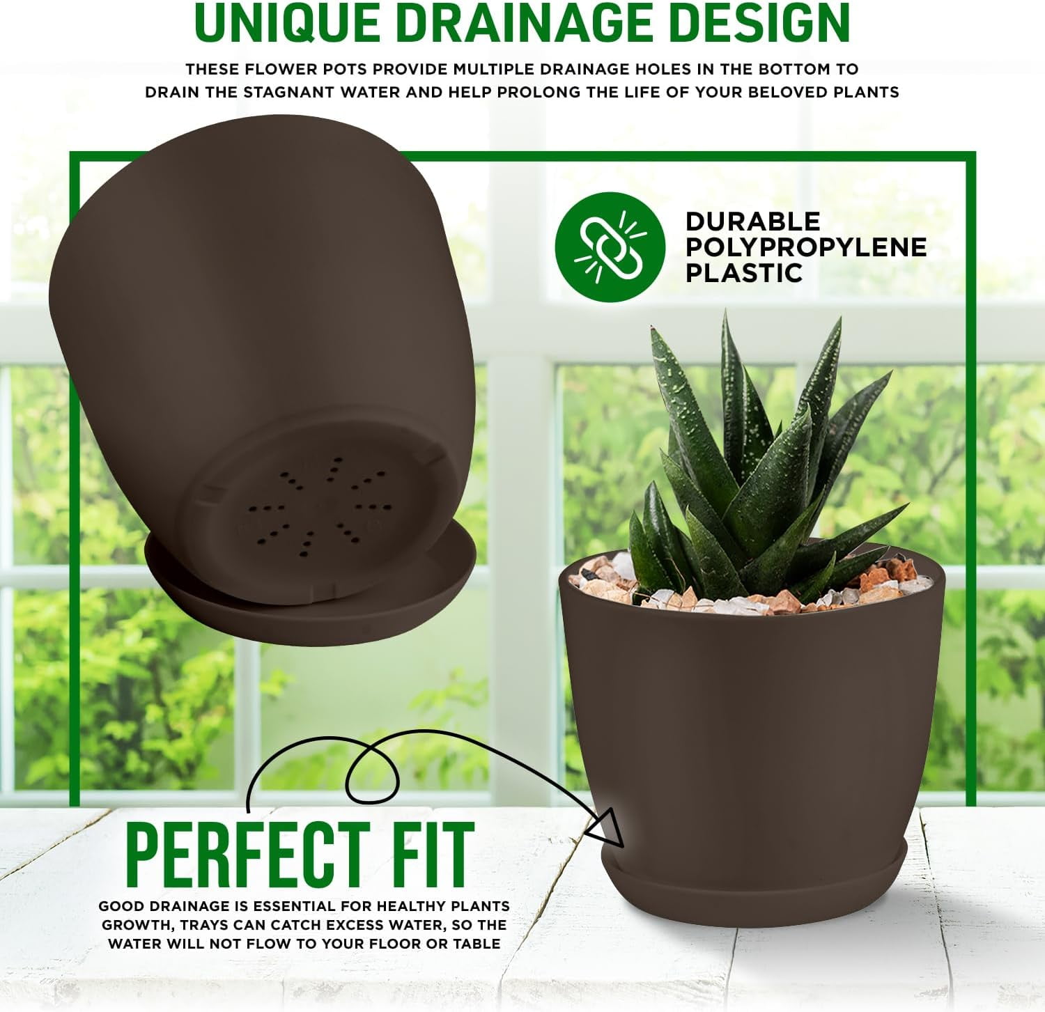 hanging aloe plant Must-Have Aloe Meyeri Succulent | Shop Online main image 1
