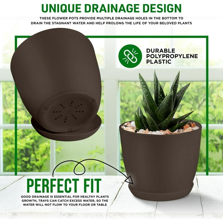 calathea dieffenbachia Dieffenbachia Compacta - Dumb Cane Indoor Plant | Hortology main image 1