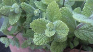 2 Apple Mint (Fuzzy Mint) Plants in a 4' Pot--Perfect For Salads and Cocktails!!!