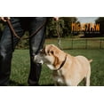 thumbnail image 2 of Mighty Paw Leather Dog Training Collar, Martingale Dog Collar with Stainless Steel Chain, Medium, 2 of 9