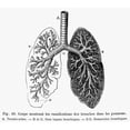thumbnail image 2 of Respiratory System. Ncross-Section Of Human Lungs. Line Engraving 19Th Century. Poster Print by, 2 of 4