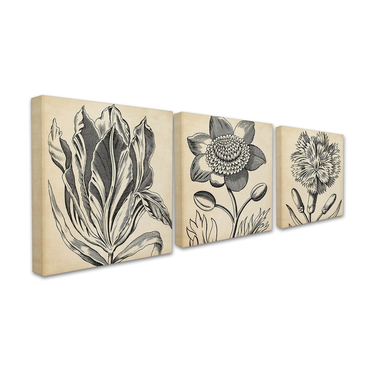 The Stupell Home Decor Graphic Black and Tan Botanical Drawing Trio Canvas Wall Art, 3pc, each 17 x 17