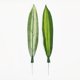 thumbnail image 4 of 10 piezas de plantas falsas Dracaena Fragrans hojas tropicales artificiales de una sola hoja verde para decoraciones de fiesta de cocina casera (verde oscuro), 4 of 5