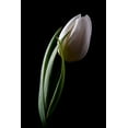 thumbnail image 2 of McNemar, C. Thomas 11x14 Black Ornate Wood Framed with Double Matting Museum Art Print Titled - Tulips III, 2 of 4
