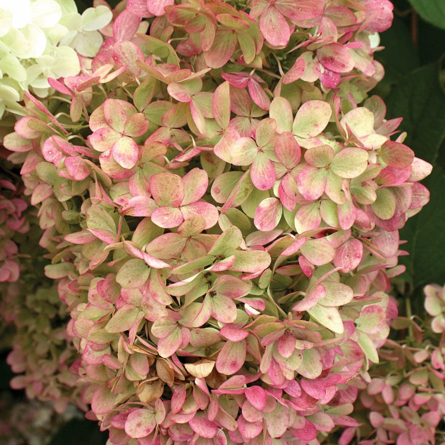 Proven Winners ColorChoice 5" 'Limelight' Panicle Hydrangea Live Plant in 4.5" Pot (4 Count)