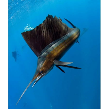 Atlantic Sailfish hunting Round Sardinella Isla Mujeres Mexico Poster Print by Pete