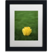 Trademark Fine Art "A Lone Yellow Tulip" Canvas Art by Kurt Shaffer, White Matte, Black Frame