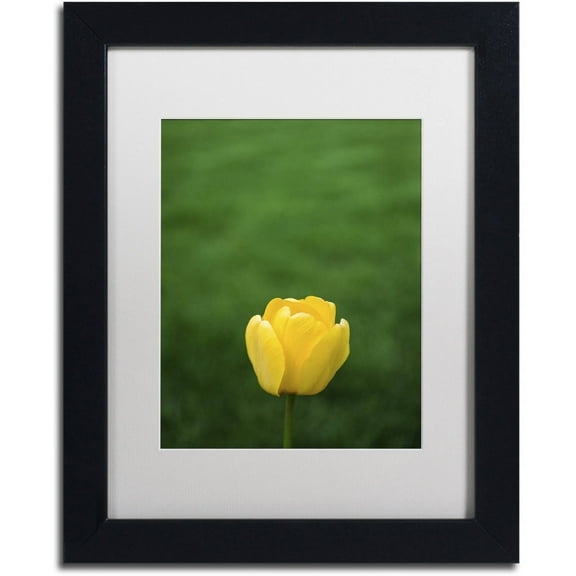 Trademark Fine Art "A Lone Yellow Tulip" Canvas Art by Kurt Shaffer, White Matte, Black Frame