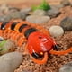 thumbnail image 5 of 1PC Control remoto por infrarrojos ciempiés falso Scolopendra RC juguete, 5 of 14