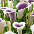 thumbnail image 1 of TASC Flower Bulbs - Calla Lily-Picasso (3 Bulbs), 1 of 2