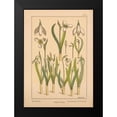 thumbnail image 2 of Vintage Apple Collection 14x18 Black Modern Framed Museum Art Print Titled - Plate 31 - Snowdrop, 2 of 5
