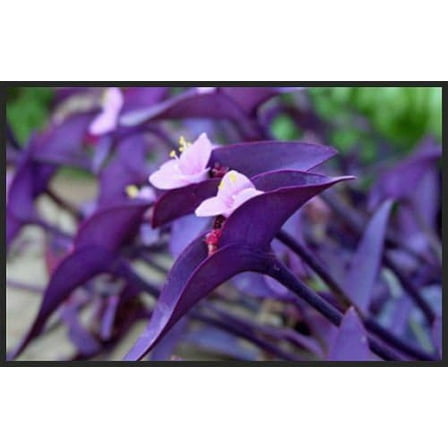 5 Cuttings Purple Heart Wandering Jew - Tradescantia Pallida Purpurea Plant - Easy to Grow Indoor Outdoor Plant