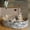 Oval-White, variant on 6 Pack Cat Scratch Pad with Nested Boxes, Space-Saving Cat Scratcher Set, Reversible Pads with 2 Lounge Beds for Indoor Cats & Kittens
