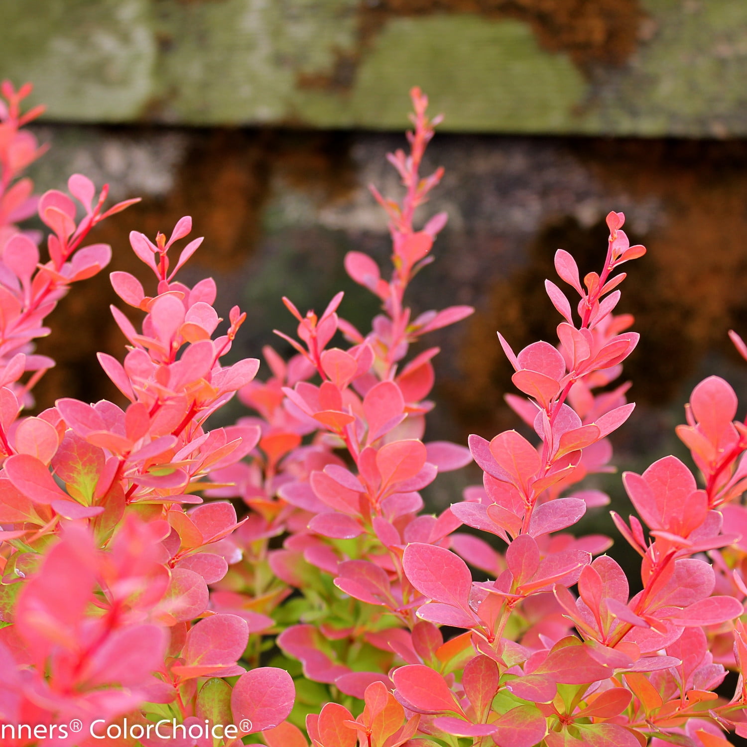 Proven Winners ColorChoice 5" Orange Sunjoy Tangelo Barberry Live Plant in 4.5" Pot (4 Count)
