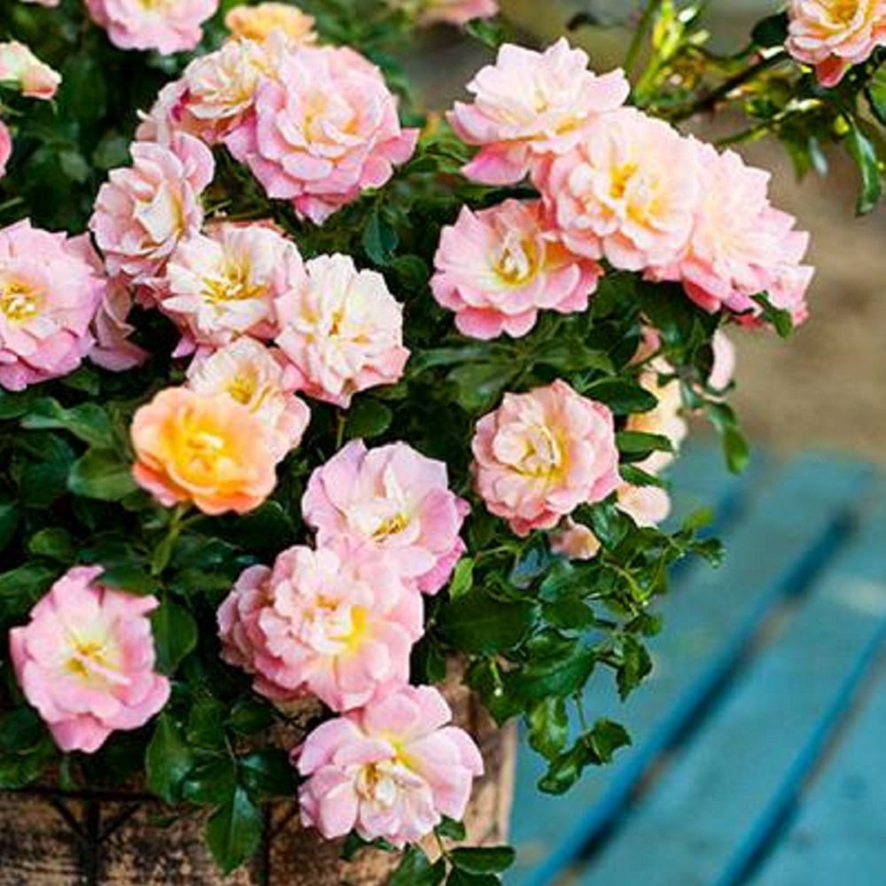 Peach Drift Rose (2 Gallon) Low-Growing Groundcover Deciduous Flowering Shrub - Full Sun Live Outdoor Plant