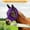 Purple, variant on Kokovifyves Home and Garden Clearance Anti-Fly Mesh Equine Mask Comfort Fit Fly Mask Protects Eyes and Ears