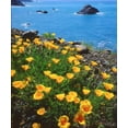 thumbnail image 2 of Talbot Frank, Christopher 26x30 Black Ornate Wood Framed with Double Matting Museum Art Print Titled - USA, California, Poppies along the Pacific Coast, 2 of 4