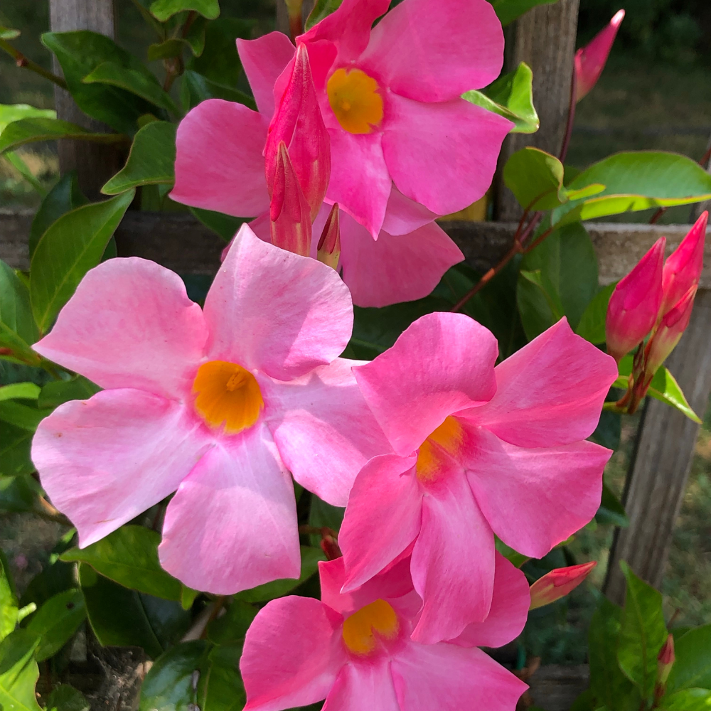 2 Pink Mandevilla Live Plants, Mandevilla Flowering Vine Plants 4 to 6 Inches