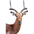 thumbnail image 1 of 4 Pcs Funny Gazelle Wall Window Decal Cute Animal Decals Realistic Peeking(style 4), 1 of 5