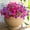 Fuchsia, variant on 12-Pack UV-Resistant Artificial Flower Bushes | Vibrant Blue | Outdoor Decor for Weddings/Easter/St. Patrick's | Low-Maintenance Holiday Gift | Porch Embellishment with Textured Pot Accent