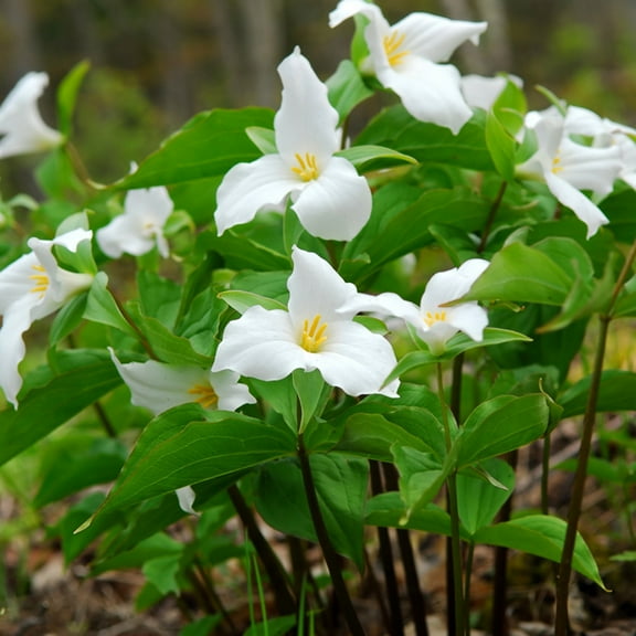 Van Zyverden Woodland Plant Trillium Grandiflorum White Set of 3 Plant Roots Partial Shade Perennial Deer Resistant 1 lb