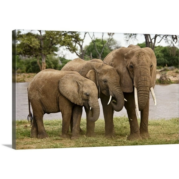 Great BIG Canvas Animals Photography