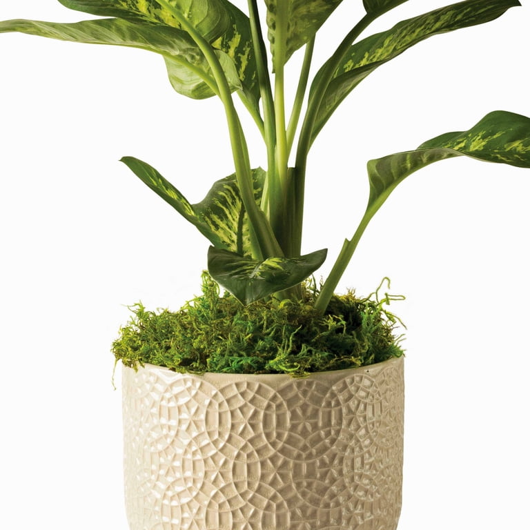 22-23 MOSS TWISTERprospect 155cm 中古ケース付き Proflora Preserved Forest Moss, True Green, 320 CU in - Walmart.com