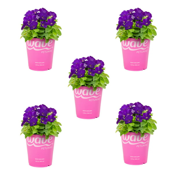 Wave 1 Quart Purple Petunia Annual Live Plants (5 Count) with Grower ...