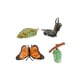thumbnail image 2 of Gwong Juguete Juguete educativo temprano Diseño de animales realista Ciclo de crecimiento Ciclo de crecimiento Simulación de plástico Niños Aprendizaje miniatura para niños Gwong 30010070, 2 of 6