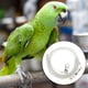 thumbnail image 2 of M Buder Correa De Arnés Para Pájaros Loro Cuerda Elástica De Entrenamiento De Vuelo Al Aire Libre Suministros Para Mascotas Cuerda De Acero 4.5 mm / 0.17 inches Diseño Ligero, 2 of 9