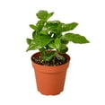 thumbnail image 7 of Arabica Coffee Plant "Coffea" - Live Air-Purifying Indoor Plant in Nursery Pot – Easy Care, Low Maintenance Houseplant for Home & Office Decor, Natural Air Cleaner, Best for Beginners (3"Pot), 7 of 7
