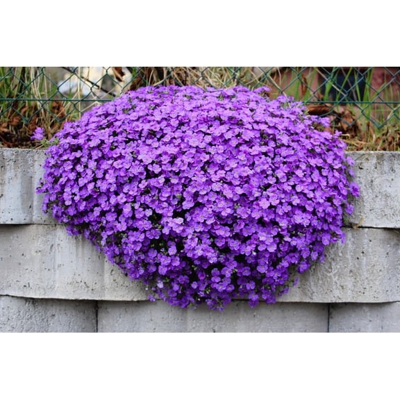 500 PURPLE ROCKCRESS Rock Cress Aubrieta Deltoidea Flower Seeds