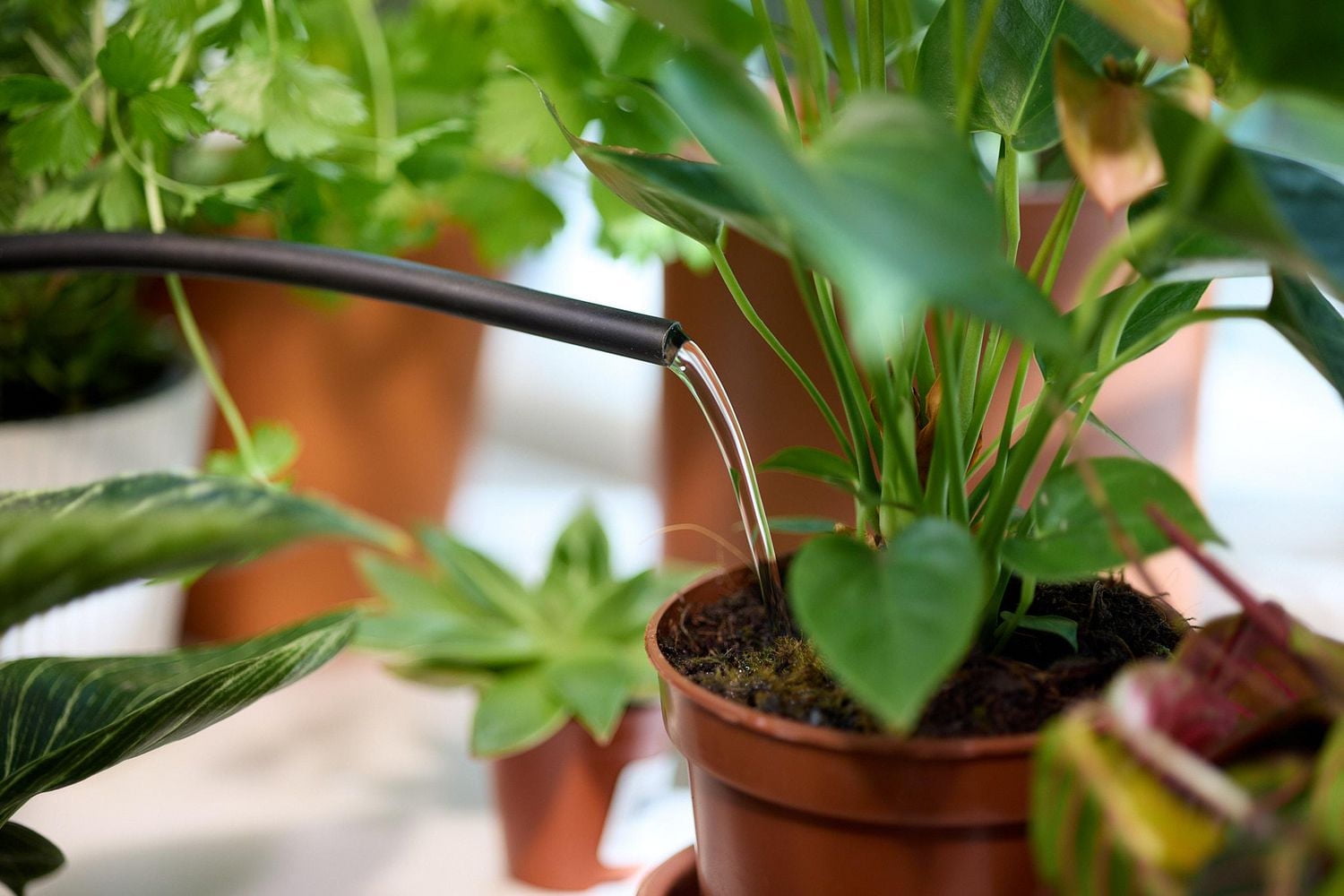 Miracle-Gro Engrais pour plantes d’intérieur   1-1-1   236mL 1-1-1   236mL