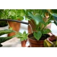 thumbnail image 2 of Miracle-Gro Indoor Plant Food 1-1-1   236mL, 2 of 6