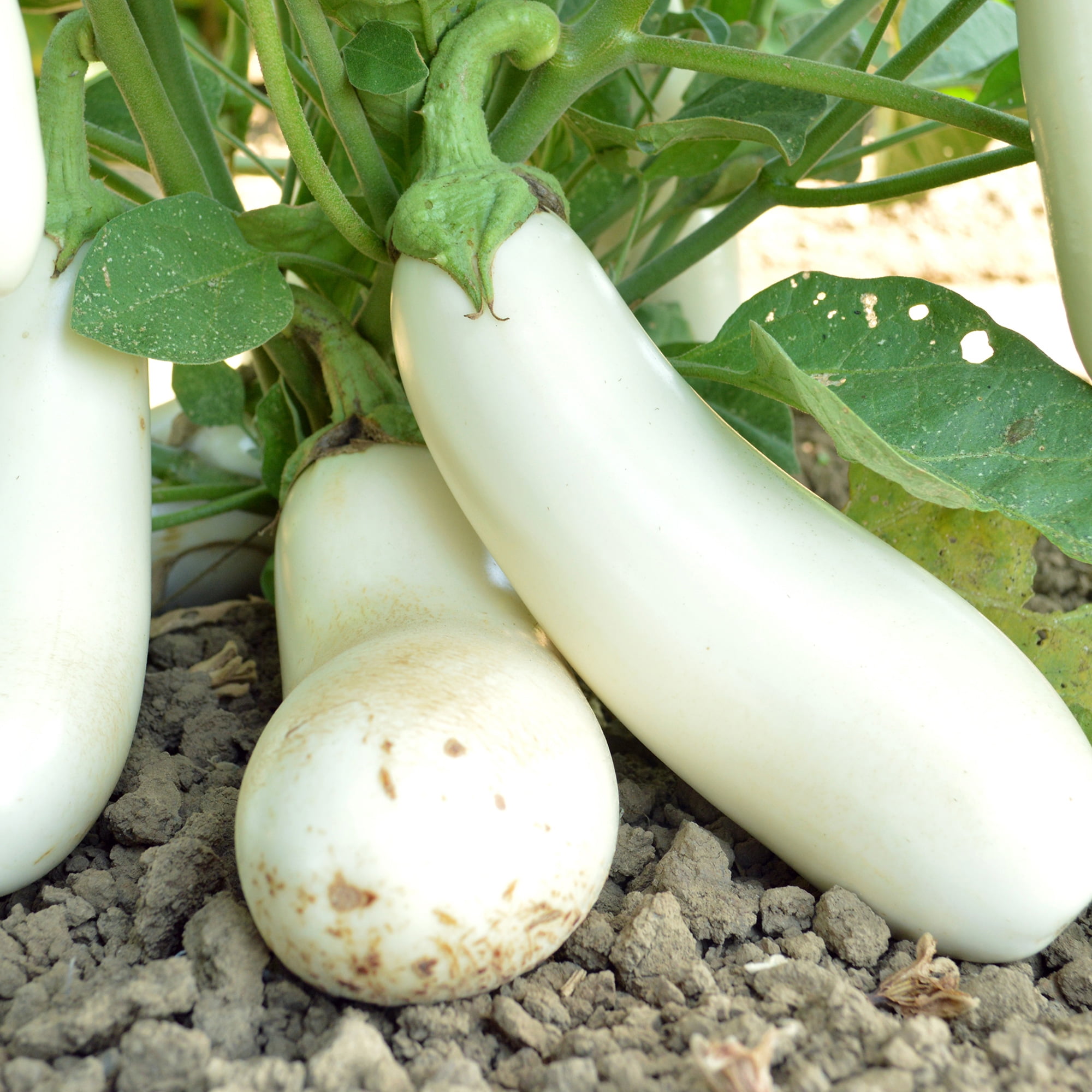 Snowy Eggplant Seeds 2 g Packet 450 Seeds NonGMO, Heirloom